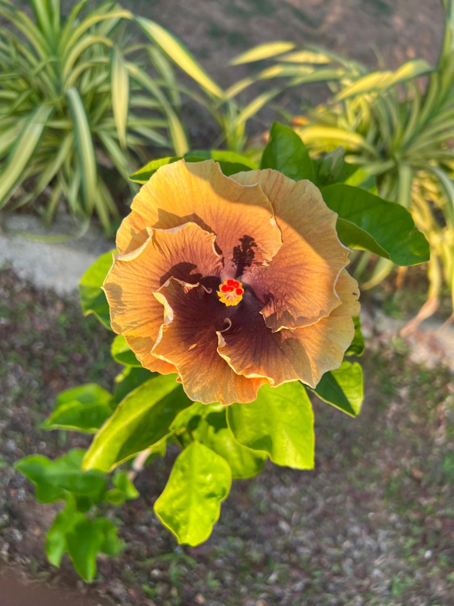 Kapaliya Unawatuna Ngoại thất bức ảnh