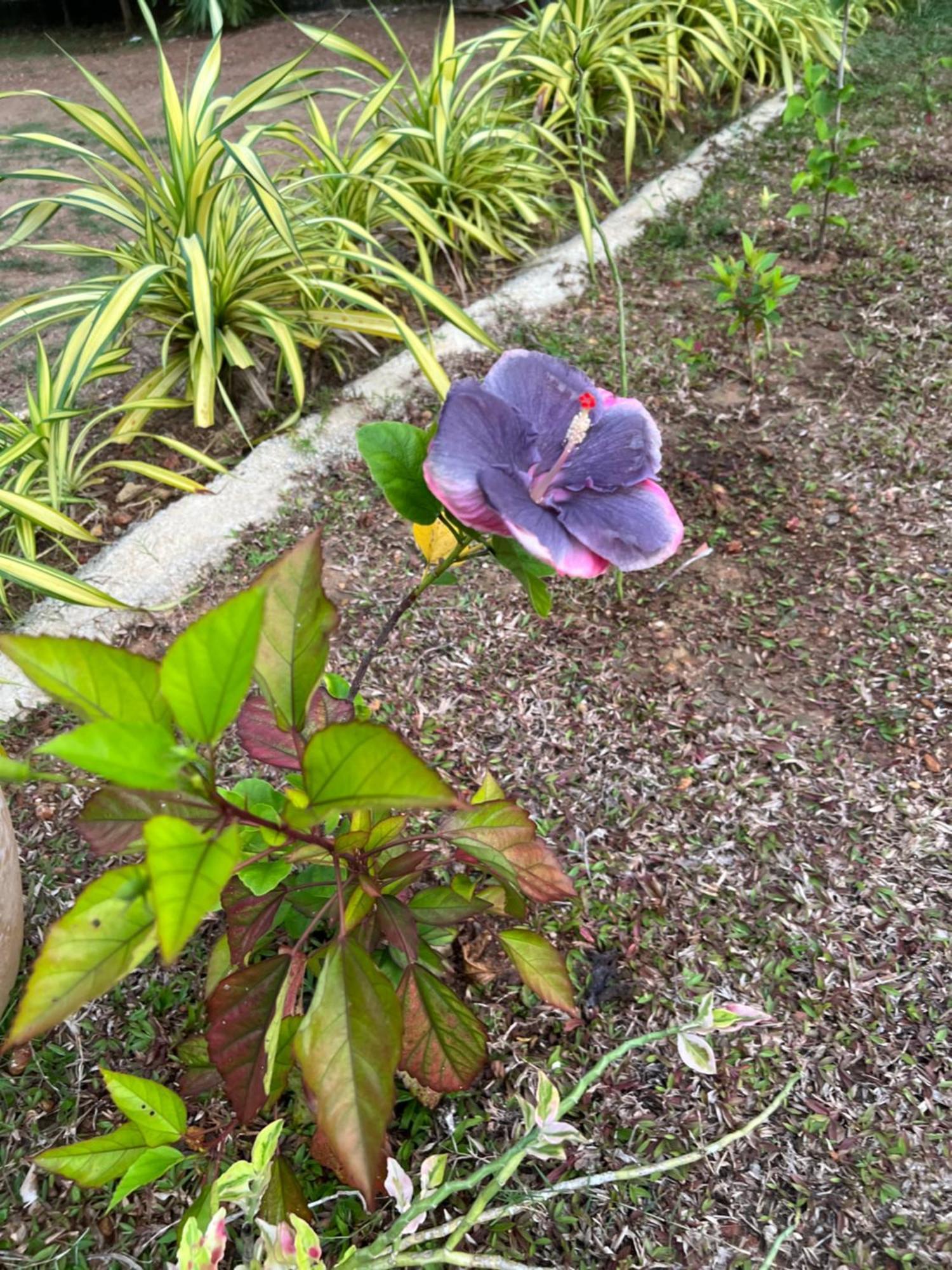 Kapaliya Unawatuna Ngoại thất bức ảnh