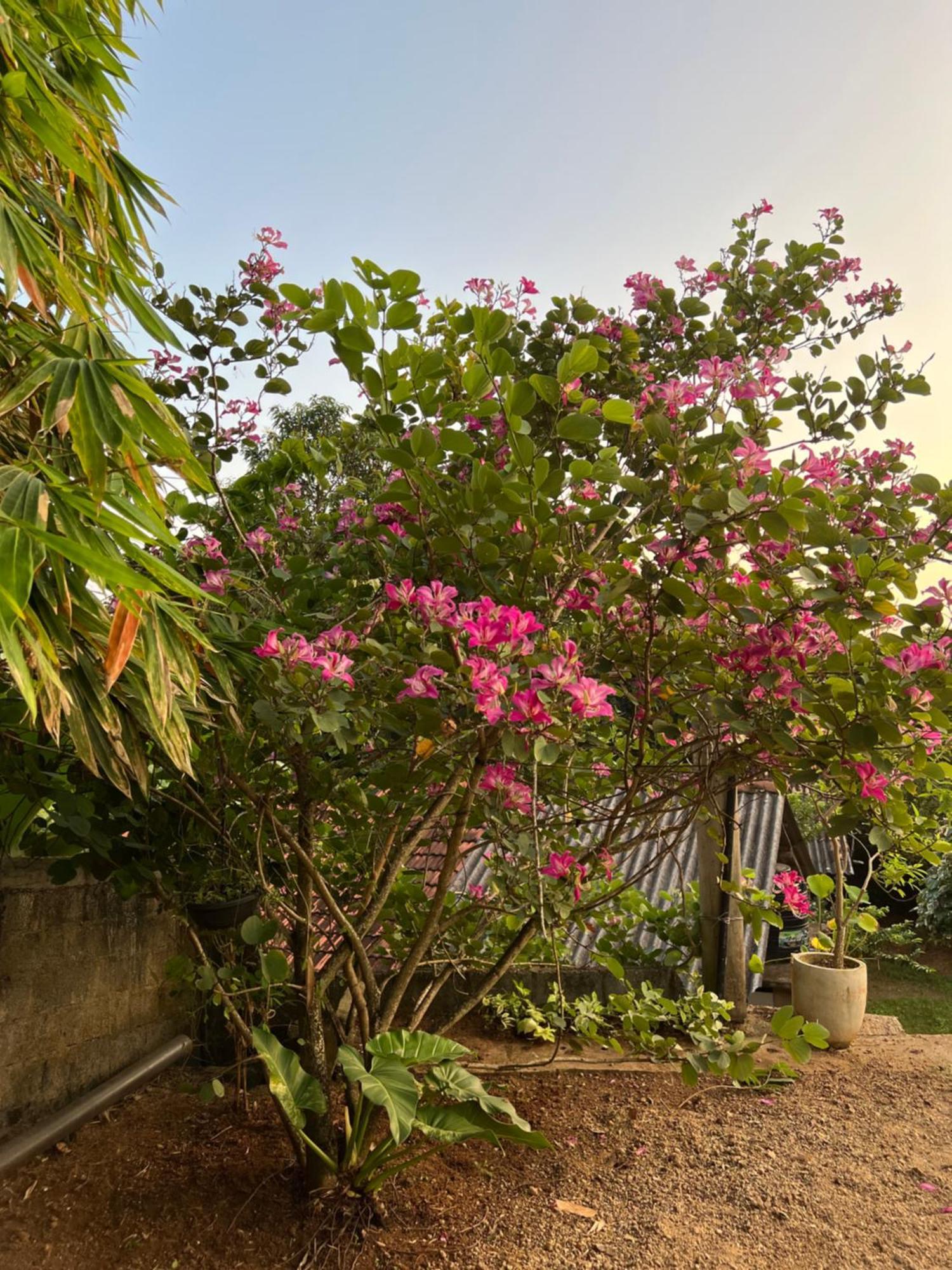 Kapaliya Unawatuna Ngoại thất bức ảnh